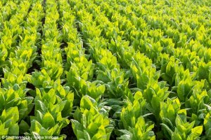 Thu&ocirc;́c ch&ocirc;́ng c&ocirc;n trùng cho c&acirc;y tr&ocirc;̀ng có ngu&ocirc;̀n g&ocirc;́c từ c&acirc;y thu&ocirc;́c lá