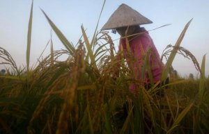 B&aacute;o c&aacute;o triển vọng thị trường gạo của FAO v&agrave; OECD n&oacute;i g&igrave; về Việt Nam?