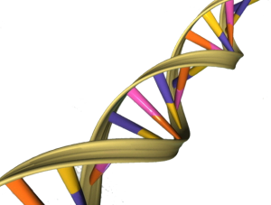 Phát hiện DNA phát ánh sáng huỳnh quang tự nhiên