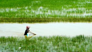 C&aacute;c gene kiểm so&aacute;t chiều cao của thực vật c&oacute; thể tạo ra l&uacute;a chịu lũ