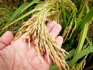 Xuất khẩu gạo tăng mạnh, gi&aacute; cao nhất trong nhiều năm