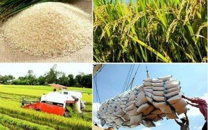Tin vui cho DN XK: Nhiều dấu hiệu nhập khẩu gạo thế giới năm 2018 sẽ s&ocirc;i động