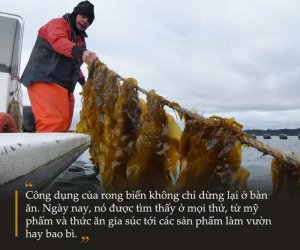 Rong biển - "Kho b&aacute;u" kỳ lạ nhưng đặc biệt hữu &iacute;ch trong việc đảm bảo tương lai nh&acirc;n loại 