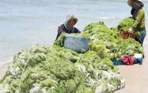 Ra mắt chương tr&igrave;nh &ldquo;Blue Ocean &ndash; Blue Foods&rdquo; hướng đến b&aacute;n t&iacute;n chỉ carbon dưới biển