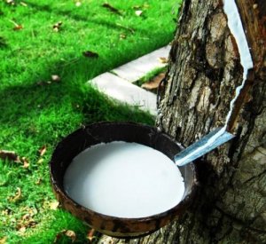 Gi&aacute; cao su ch&acirc;u &Aacute; ng&agrave;y 10/5 giảm do gi&aacute; dầu v&agrave; chứng kho&aacute;n suy yếu