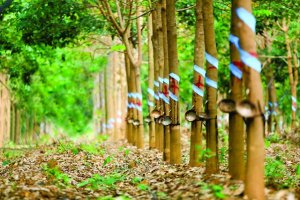 Tổng quan thị trường cao su thi&ecirc;n nhi&ecirc;n Mỹ Latinh