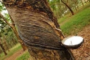 Gi&aacute; cao su tăng mạnh trong th&aacute;ng cuối năm