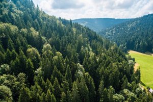 Nghi&ecirc;n cứu mới: Đa dạng h&oacute;a c&acirc;y rừng l&agrave;m tăng hấp thụ CO2