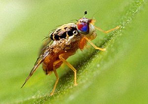 H&eacute; lộ m&atilde; di truyền của ruồi đục quả