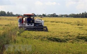 Thị trường n&ocirc;ng sản tuần qua: L&uacute;a, ti&ecirc;u giữ gi&aacute; ổn định