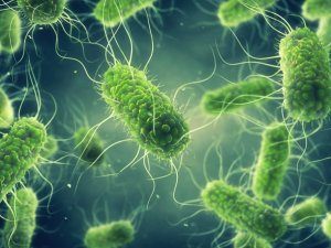 Salmonella được ghi nhận l&agrave; nguy&ecirc;n nh&acirc;n phổ biến nhất của c&aacute;c vụ ngộ độc thực phẩm ở EU