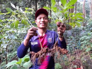Chương tr&igrave;nh ph&aacute;t triển s&acirc;m Ngọc Linh cần hơn 70 ngh&igrave;n tỷ đồng
