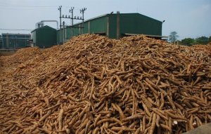 Gi&aacute; sắn v&agrave; nguy&ecirc;n liệu sắn li&ecirc;n tục tăng rất mạnh 