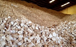 Nghi&ecirc;n cứu x&acirc;y dựng chỉ số m&ocirc;i trường về chất lượng đất trong sản xuất bio-ethanol từ sắn tại việt nam