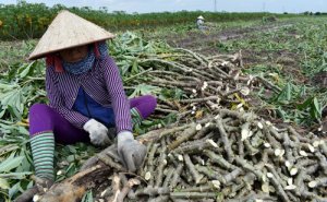 Một số kết quả nghi&ecirc;n cứu về giải ph&aacute;p sử dụng hom giống trong ph&ograve;ng chống bệnh khảm l&aacute; sắn tại Việt Nam