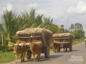 Xuất khẩu sắn tăng rất mạnh trong năm nay