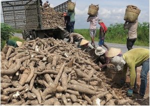 Xuất khẩu sắn v&agrave; sản phẩm sắn năm 2020 đạt 989 triệu USD 