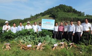 Kết quả chọn tạo v&agrave; khảo nghiệm giống sắn HL-S12