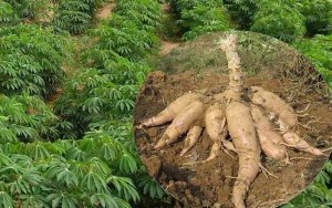 Dự b&aacute;o xuất khẩu sắn sẽ tốt l&ecirc;n, nhiều doanh nghiệp giữ h&agrave;ng kh&ocirc;ng b&aacute;n vội 