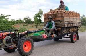 Một loại n&ocirc;ng sản của Việt Nam đang &ldquo;l&agrave;m mưa l&agrave;m gi&oacute;&rdquo; tại Nhật Bản, xuất khẩu tăng mạnh hơn 2.300% chỉ trong 2 th&aacute;ng đầu năm 
