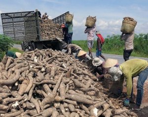 Xuất khẩu sắn sang Nhật Bản tăng tới hơn 3.300%