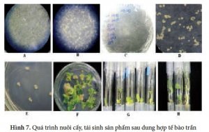 X&acirc;y dựng phương ph&aacute;p dung hợp tế b&agrave;o trần của giống sắn KM94 với hai giống sắn HN3 v&agrave; C-33