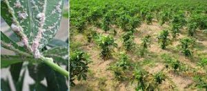 Diễn biến mật độ lo&agrave;i rệp s&aacute;p bột hồng Phenacoccus manihoti MatileFerrero (Homoptera: Pseudococcidae) hại sắn v&agrave; th&agrave;nh phần c&acirc;y k&yacute; chủ của ch&uacute;ng tại Ph&uacute; Y&ecirc;n