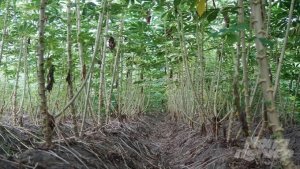 Th&ecirc;m một giống sắn triển vọng kh&aacute;ng khảm l&aacute;, năng suất cao 