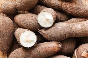 Xuất khẩu sắn c&oacute; xu hướng tăng trở lại