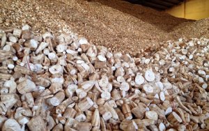 Trung Quốc giảm nhập khẩu, ng&agrave;nh sắn Việt Nam gặp kh&oacute;