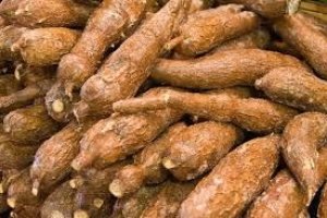 Trung Quốc &ndash; thị trường chủ lực &ndash; xuất khẩu sắn v&agrave; sản phẩm