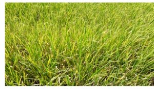 S&acirc;u năn &ndash; đối tượng g&acirc;y hại nguy hiểm tr&ecirc;n l&uacute;a