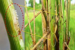 Nghi&ecirc;n cứu quy luật ph&aacute;t sinh, ph&aacute;t triển v&agrave; biện ph&aacute;p quản l&yacute; s&acirc;u năn hại l&uacute;a tại đồng bằng s&ocirc;ng Cửu Long