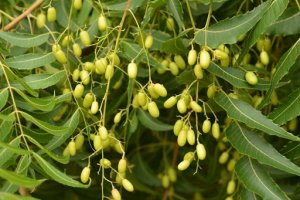 Thuốc bảo vệ thực vật thảo mộc từ hạt sầu đ&acirc;u