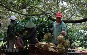 Hướng tới sản xuất bền vững đối với c&acirc;y sầu ri&ecirc;ng ở Đắk Lắk