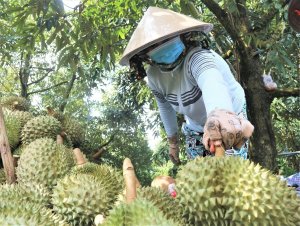 Định h&igrave;nh vị thế mới cho sầu ri&ecirc;ng Việt Nam