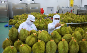 Xuất khẩu rau quả tăng tr&ecirc;n 30%, ng&agrave;nh sầu ri&ecirc;ng tiếp tục ph&aacute; kỷ lục