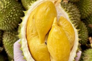 Gi&aacute; sầu ri&ecirc;ng h&ocirc;m 10/9: Tiếp tục điều chỉnh nhẹ