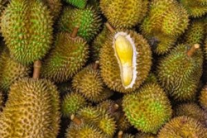 Gi&aacute; sầu ri&ecirc;ng h&ocirc;m 4/11: Việt Nam nhập khẩu sầu ri&ecirc;ng chủ yếu từ Th&aacute;i Lan, Malaysia