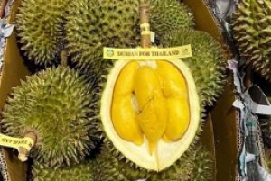 Gi&aacute; sầu ri&ecirc;ng h&ocirc;m 10/2: VN c&oacute; 9 ph&ograve;ng kiểm nghiệm chất v&agrave;ng o trong sầu ri&ecirc;ng được c&ocirc;ng nhận