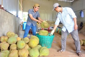 Cần c&oacute; giải ph&aacute;p ph&aacute;t triển bền vững cho c&acirc;y ăn quả chủ lực 