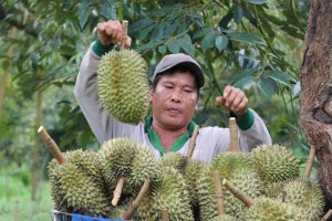 "Cơn kh&aacute;t" sầu ri&ecirc;ng của Trung Quốc: Cơ hội v&agrave; th&aacute;ch thức với doanh nghiệp Việt 