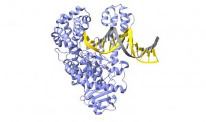 Tạo ra bước nhảy vọt về tr&igrave;nh tự gene