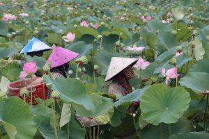 Đưa ng&agrave;nh h&agrave;ng sen l&ecirc;n tầm cao mới theo hướng đa gi&aacute; trị