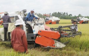 Gạo Việt củng cố thương hiệu 