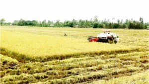 Việt Nam gi&aacute;m s&aacute;t trồng l&uacute;a bằng vệ tinh