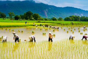 ĐBSCL: Cần c&oacute; chiến lược quản l&yacute; th&iacute;ch ứng với &aacute;p lực m&ocirc;i trường v&agrave; kh&iacute; hậu