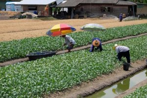 N&ocirc;ng trại đ&ocirc; thị - giải ph&aacute;p cho an ninh lương thực trong đại dịch
