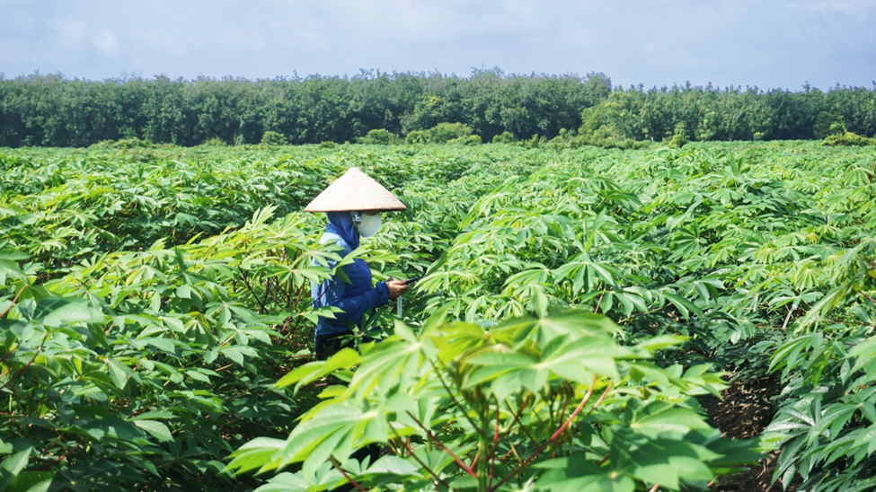 So s&aacute;nh hiệu quả sử dụng của sắn v&agrave; b&atilde; m&iacute;a trong sản xuất nhi&ecirc;n liệu ethanol