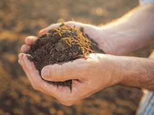 Cải thiện năng suất c&acirc;y trồng ở những v&ugrave;ng kh&ocirc; hạn bằng đất phủ s&aacute;p
